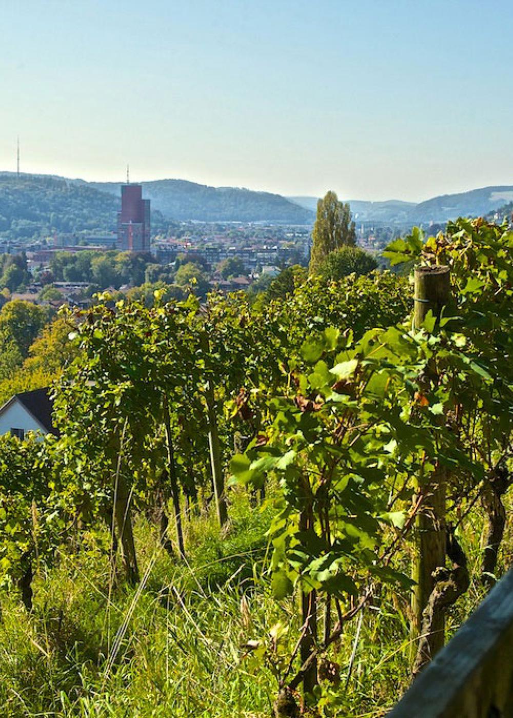 Reben am Goldenberg