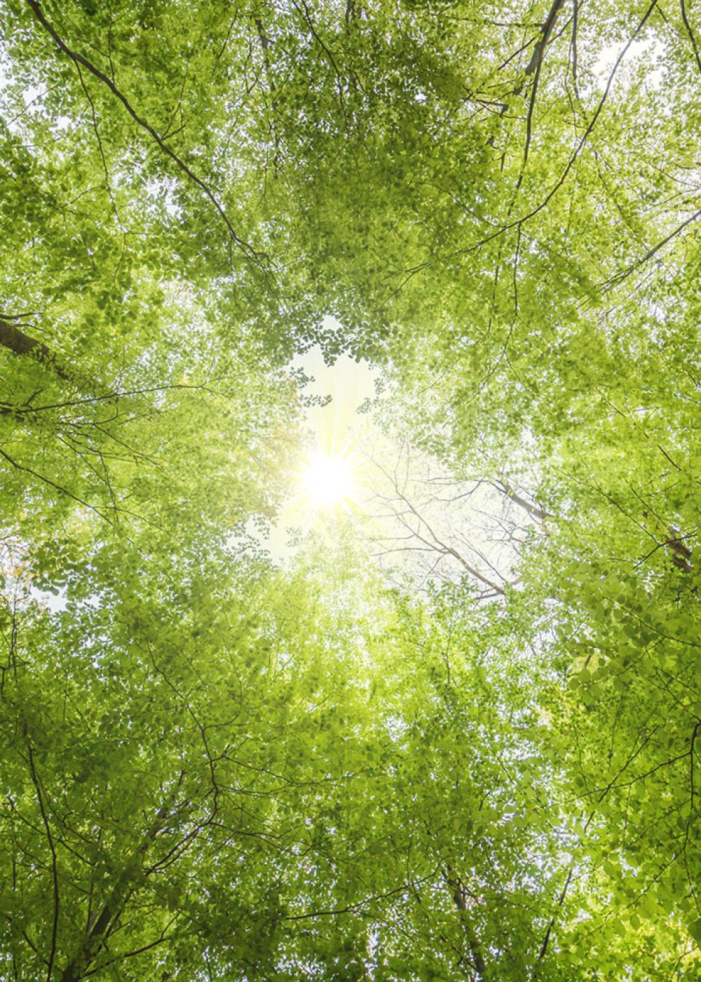 Sonne durch Baumwipfel